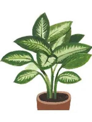 PLANTA DIFFENBACHIA 23CM CON MACETA(PFW)